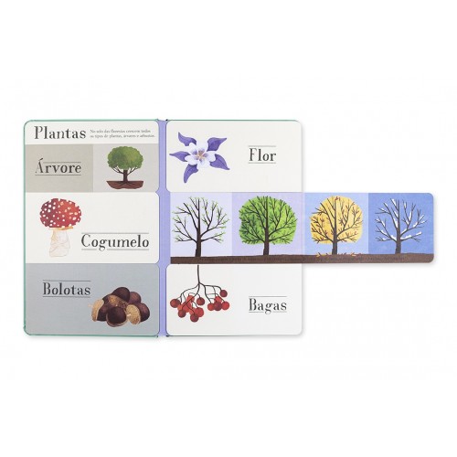 MUNDO A DESCOBRIR - A FLORESTA