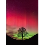 NATURE SYCAMORE - PUZZLE